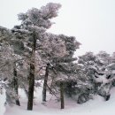 (제74차 )1월10~11일 *1박2일 한라산(1950m )정기 눈꽂 산행 이미지