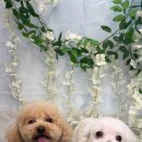 행복한 펫 살롱 이미지