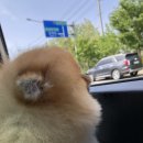 정명메디칼 | &lt;내돈내산&gt; 중성화수술,건강검진 그리고 유치발치 (울산 잘하는 동물 메디컬센터)