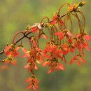 단풍나무 (Maple, Acer palmatum) 이미지