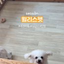 윌리스펫 이미지