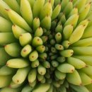 상월농장 이미지