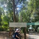 모먼트(MOMENT) | 브리즈번 론파인(LonePine)코알라 보호구역 코알라모먼트 (Koala moment)후기