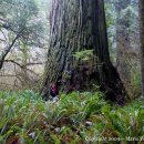 레드우드 이미지