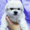 애견아롬샵 이미지