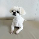 살롱드멍멍 | 스트레스 없는 안산 살롱드멍멍