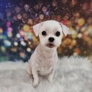 부천애견미용 멍미살롱 이미지