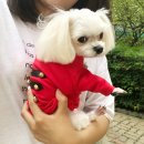 써니독 이미지