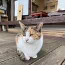 길손네 | 전주 맛집/한옥마을 카페(명천재,전북대 길손네,금암동 쌈가,빕스)