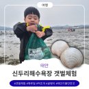 태안 신두리해수욕장 갯벌체험 및 해루질 4살 아이와 떡조개 잡은 후기