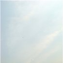 허그독 이미지