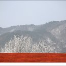 용호리 이미지
