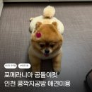 콩깍지 - 전주시 완산구 태조로 18 | 인천 미추홀구 문학 주안 애견미용 추천｜포메라니안 곰돌이컷 만족했던 콩깍지공방 후기