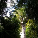 카우리(kauri)