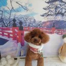 언니네강아지 이미지