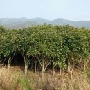 손오공농장 이미지