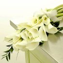 카라의 꽃말은 Calla (카라)= 열혈 순수 열정 환희 청결 순결.... 이미지