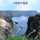 야생화 - 보령시 | 야생화