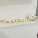 좋은몸교정센터