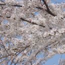 복숭아꽃 살구꽃 이미지