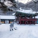 “12월 눈 내리면 여기만 한 데 없다”… 5천 그루 숲길 품은 겨울 설경명소 이미지