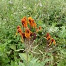 솜방망이 이미지