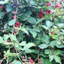 일신농장 이미지