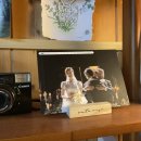 빅트리(Bigtree) 이미지