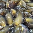 연체동물 도감 - 복족강 - 밤고둥目 - 밤고둥科 - 큰비단고둥 이미지
