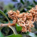 달콤한 나무 이미지