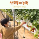 모퉁이 | 인천 검단 계양 딸기체험 산모퉁이 농원 예약 방문 후기