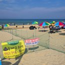 [당일치기 양양] 반려견 동반 해수욕장 멍비치 후기