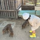 킹스가든(King´s Garden) | 나트랑 빈원더스 주키퍼 체험 후기｜아이와 가기 좋은 동물 먹이주기 교감 체험