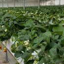 회천농장 이미지