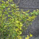 아랫배랭이로 이미지