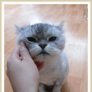 똥꼬냥