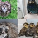 광주광역시야생동물구조관리센터 이미지