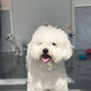 놀러오개 애견유치원 애견호텔 김해점 이미지