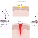 유럽과 캐나다 동부연안 양식 대서양연어의 동계피부궤양병 winter ulcer disease발병의 비교 이미지