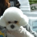 로이펫살롱 이미지