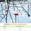 (주)비타민나무 Daum카페