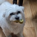 도봉-도봉-2502 이미지