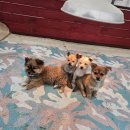 동해농장 | [강릉쌍둥이동물농장] 강릉,동해 아이랑 가볼만한 곳, 성인데이트도 추천 입장료, 먹이주기 가격