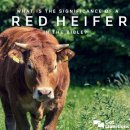 🚨 붉은 암송아지 Red Heifer (aka. 제3성전) 이미지