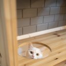 헤어볼하우스 이미지