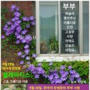 5월 19일. 한국의 탄생화 / 큰꽃으아리, 클레마티스 이미지
