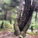 수전매운탕 이미지