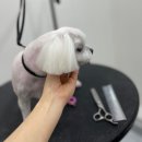 더펫미용실 이미지