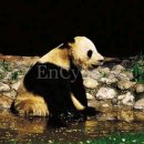 팬더 - 안양시 만안구 양화로115번길 13 | 팬더