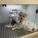 해든동물병원 | 부천 강아지 고관절이형성증 FHO 해든동물병원 수술 및 재활 1년 지난 후기